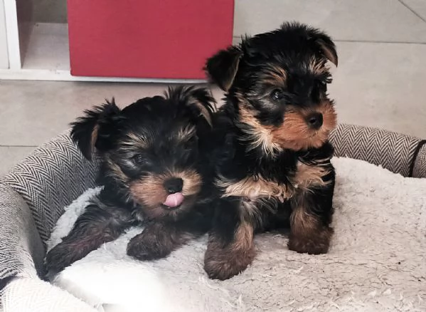 vendo cuccioli yorkshire