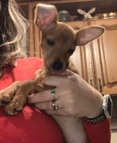 Cuccioli Pinscher Toy | Foto 1