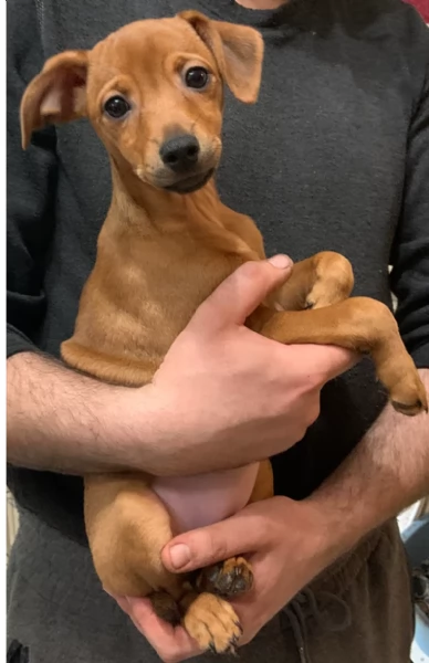 Cuccioli Pinscher Toy | Foto 0