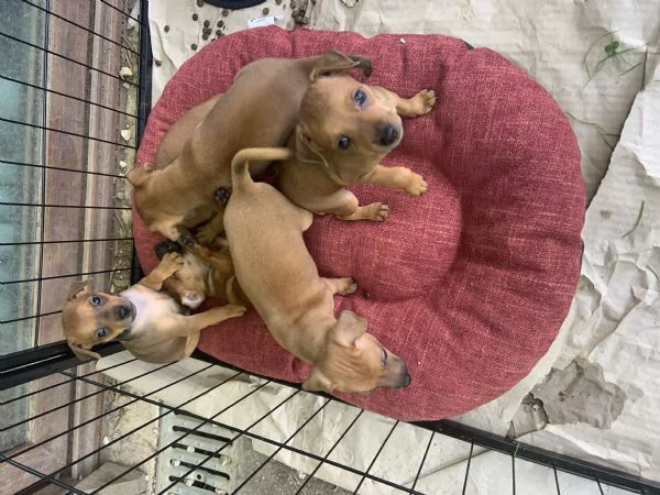 Cuccioli Pinscher Toy