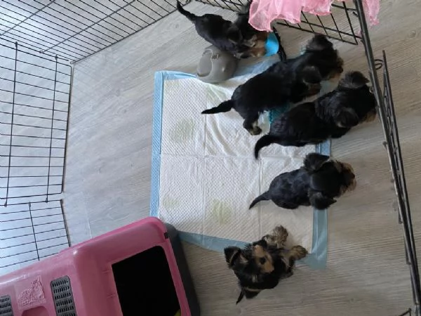 Regalo Bellissimo Yorkshire tradizionale | Foto 1