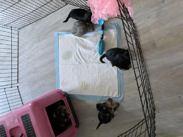 Regalo Bellissimo Yorkshire tradizionale | Foto 0