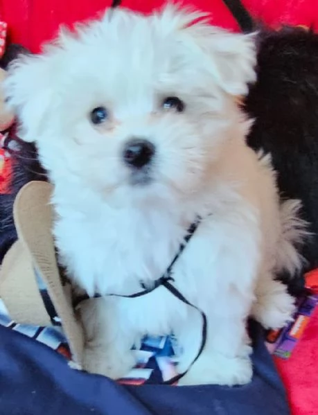 regalo : adorabili cuccioli di maltese toy