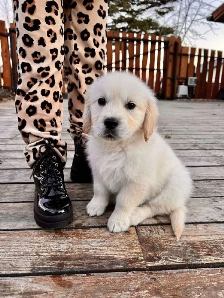 Cuccioli maschi di Golden Retriever | Foto 0