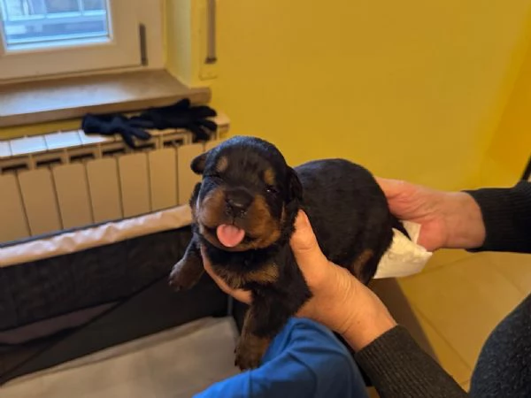 Rottweiler | Foto 5