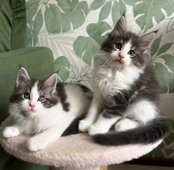 Cuccioli Maine Coon