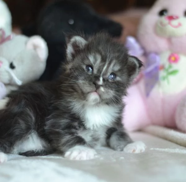 Gattini Maine coon