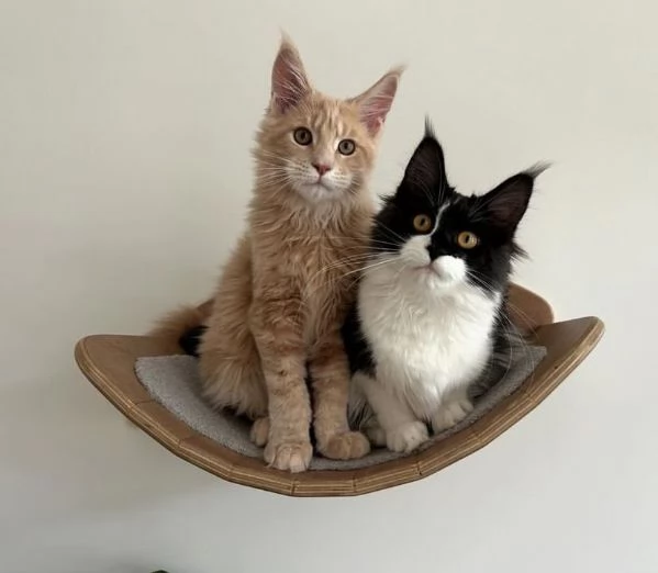 bellissime  Maine Coon