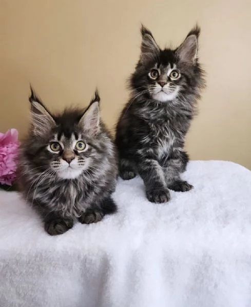 Ultimo cucciolo di Maine Coon