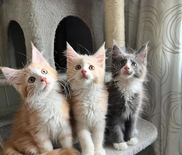 Cuccioli Maine Coon pedigree
