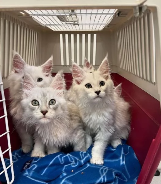 Cuccioli di Maine Coon disponibili