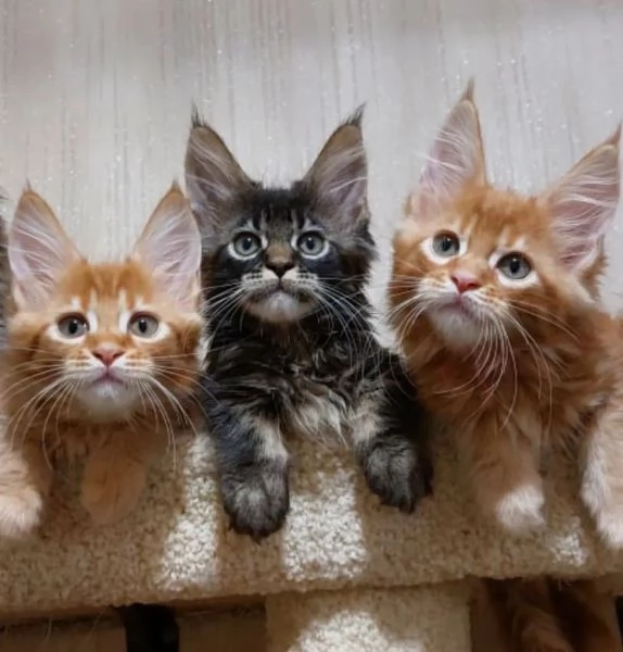 Dolcissimi cuccioli maine coon