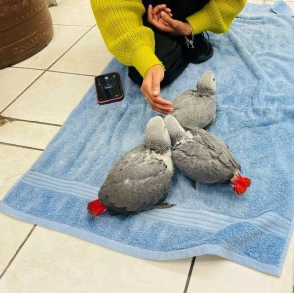 Posatoio Limaunghie 90 X 5 Cm In Pietra Per Pappagallo ARA - Foto 5