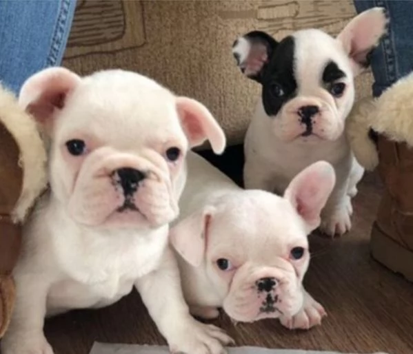 in adozione i nostri cuccioli di bulldog francese | Foto 0