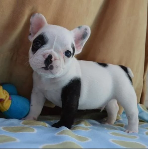 Regalo in adozione i nostri cuccioli di bulldog francese | Foto 1