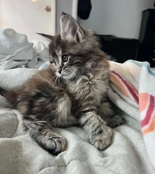 Cucciola di razza Maine Coon!!