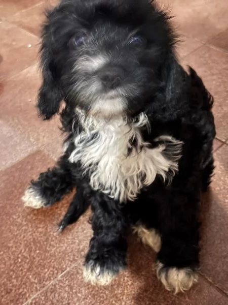 Cuccioli di Cava Poo | Foto 3