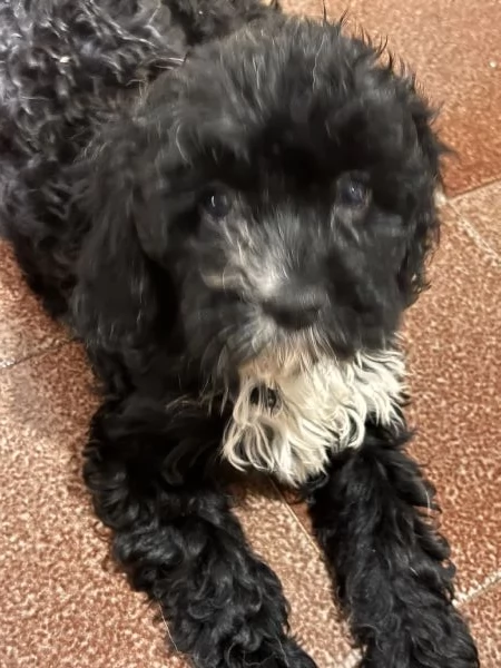 Cuccioli di Cava Poo | Foto 2