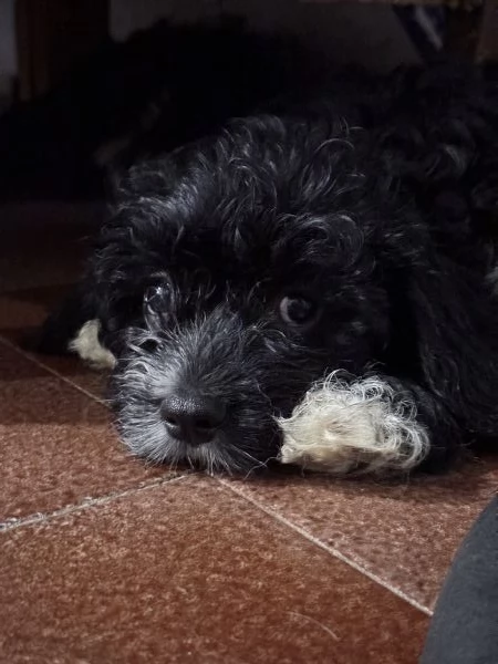 Cuccioli di Cava Poo | Foto 1