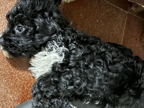 Cuccioli di Cava Poo | Foto 0