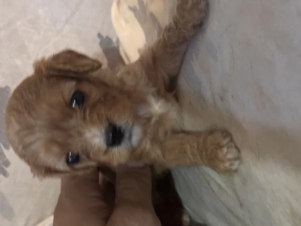 Cuccioli di Cavapoo | Foto 5