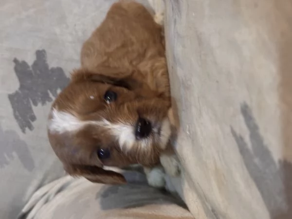 Cuccioli di Cavapoo | Foto 4