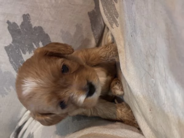 Cuccioli di Cavapoo | Foto 3