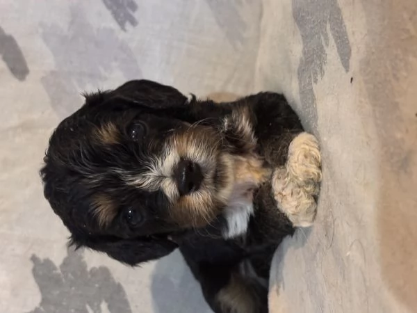 Cuccioli di Cavapoo | Foto 2