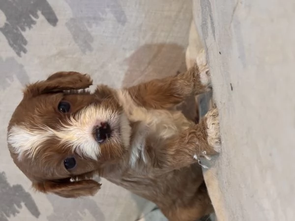 Cuccioli di Cavapoo