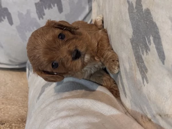 Cuccioli di Cavapoo | Foto 1