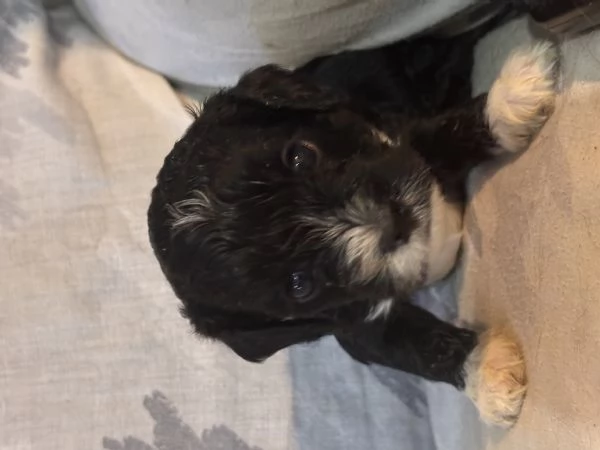 Cuccioli di Cavapoo | Foto 0