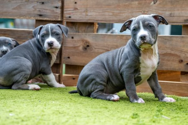 Cucciola di Amerian Pitbull Terrier