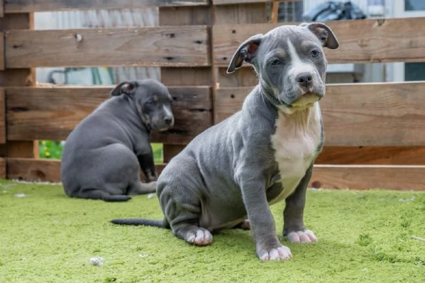 Cucciola di Amerian Pitbull Terrier | Foto 2