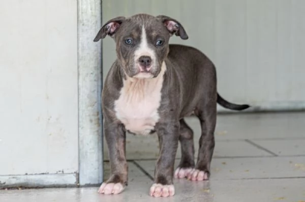 Cucciola di Amerian Pitbull Terrier | Foto 1
