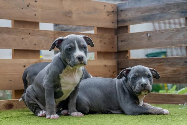 Cucciola di Amerian Pitbull Terrier | Foto 0