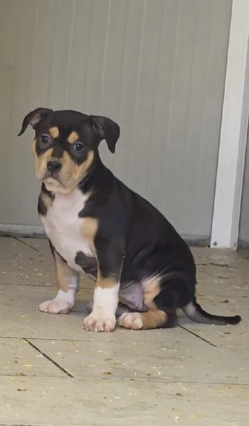 Tornata Disponibile per mancanza di seriet&agrave;..  Super cucciola di American Pitbull Terrier UKC
