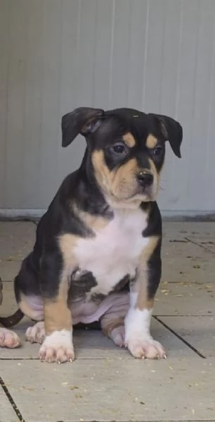 Tornata Disponibile per mancanza di seriet&agrave;..  Super cucciola di American Pitbull Terrier UKC | Foto 1