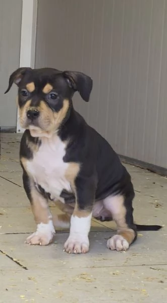 Tornata Disponibile per mancanza di seriet&agrave;..  Super cucciola di American Pitbull Terrier UKC | Foto 0