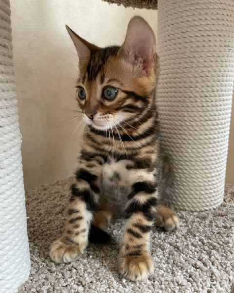 Cuccioli Bengala meravigliosi | Foto 0