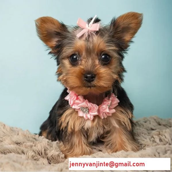 Yorkshire cuccioli con pedigree