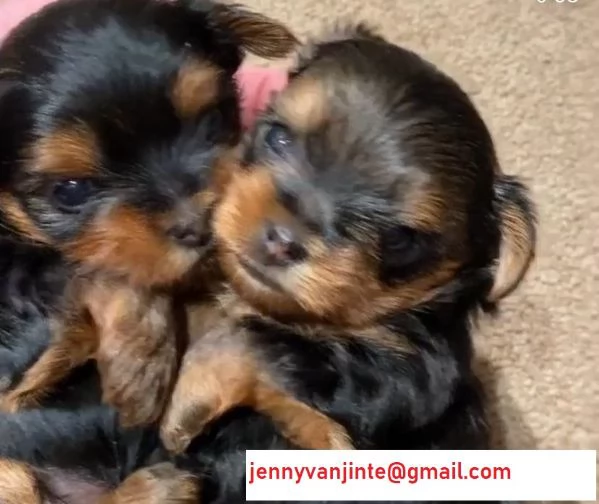 Yorkshire Terrier cuccioli