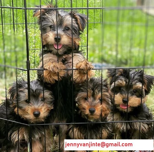 Cuccioli Yorkshire terrier