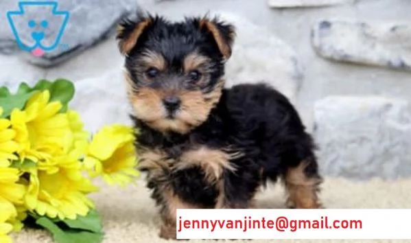 Cuccioli di Yorkshire