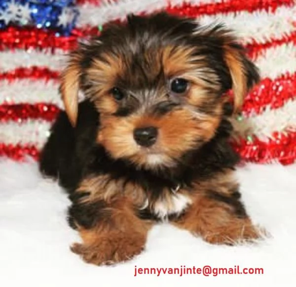 Adorabili cuccioli di yorkshire