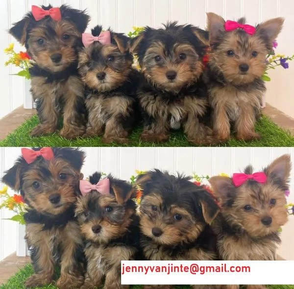 Yorkshire mini cuccioli nero