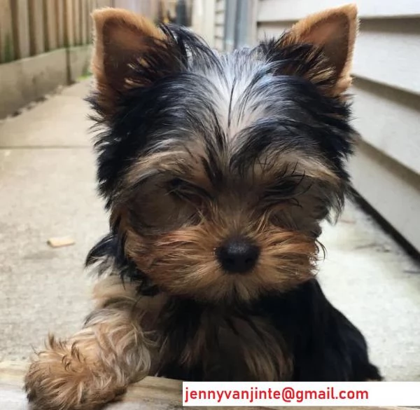 Yorkshire terrier Toy