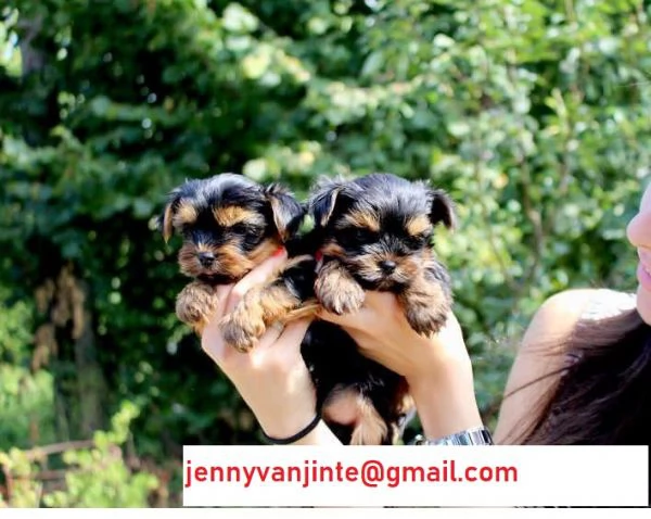 Cuccioli Yorkshire Terrier taglia piccolissima