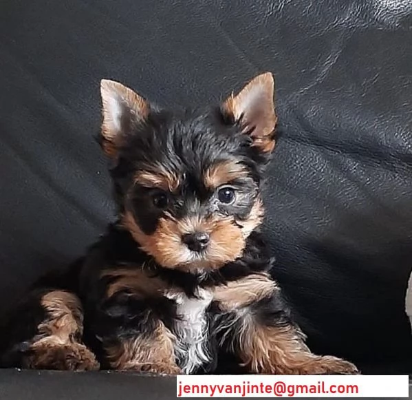 Yorkshire terrier