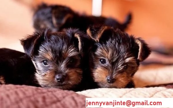 Cuccioli di Yorkshire