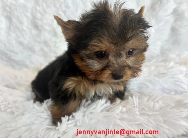 Cuccioli di Yorkshire